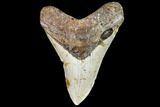 Fossil Megalodon Tooth - North Carolina #108957-1